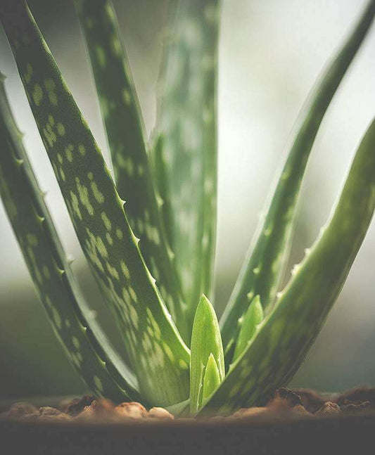 Aloa Vera Pflanze