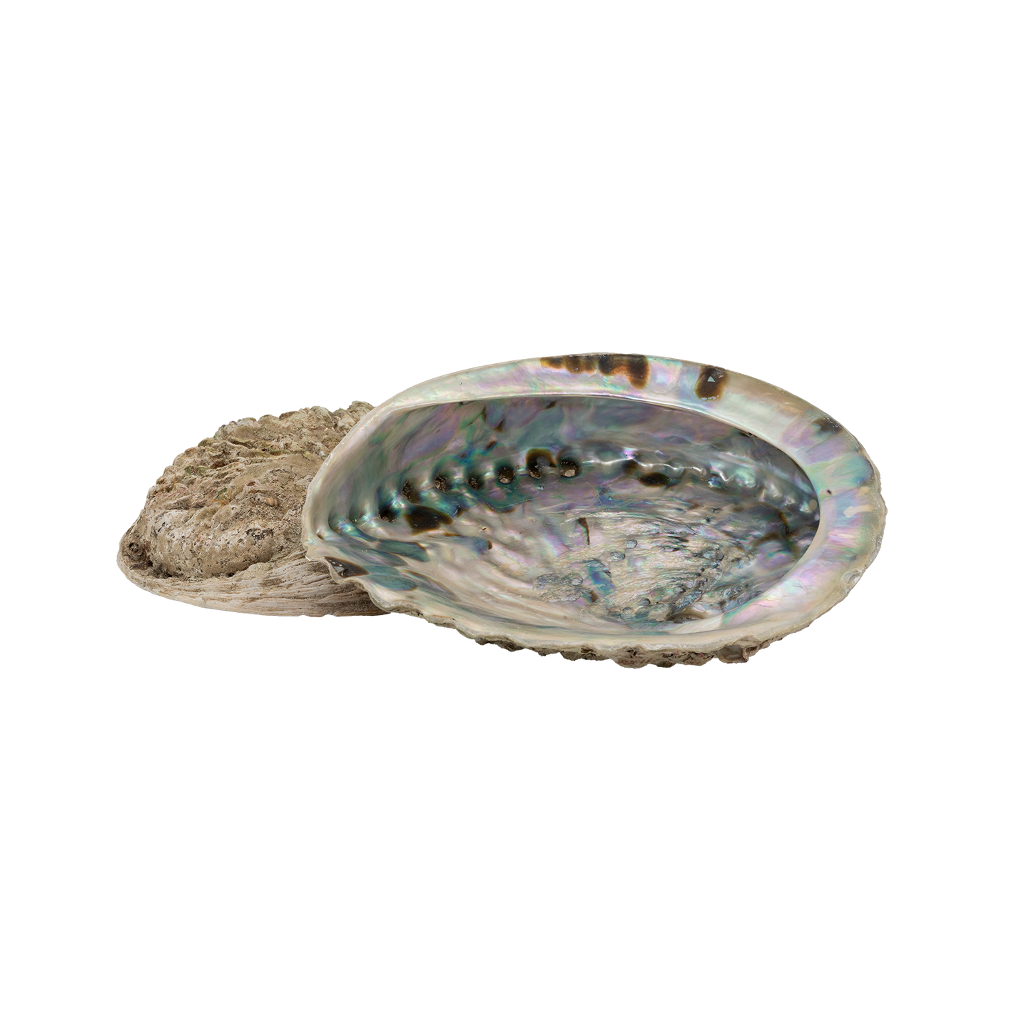 Abalone L Räucherschale