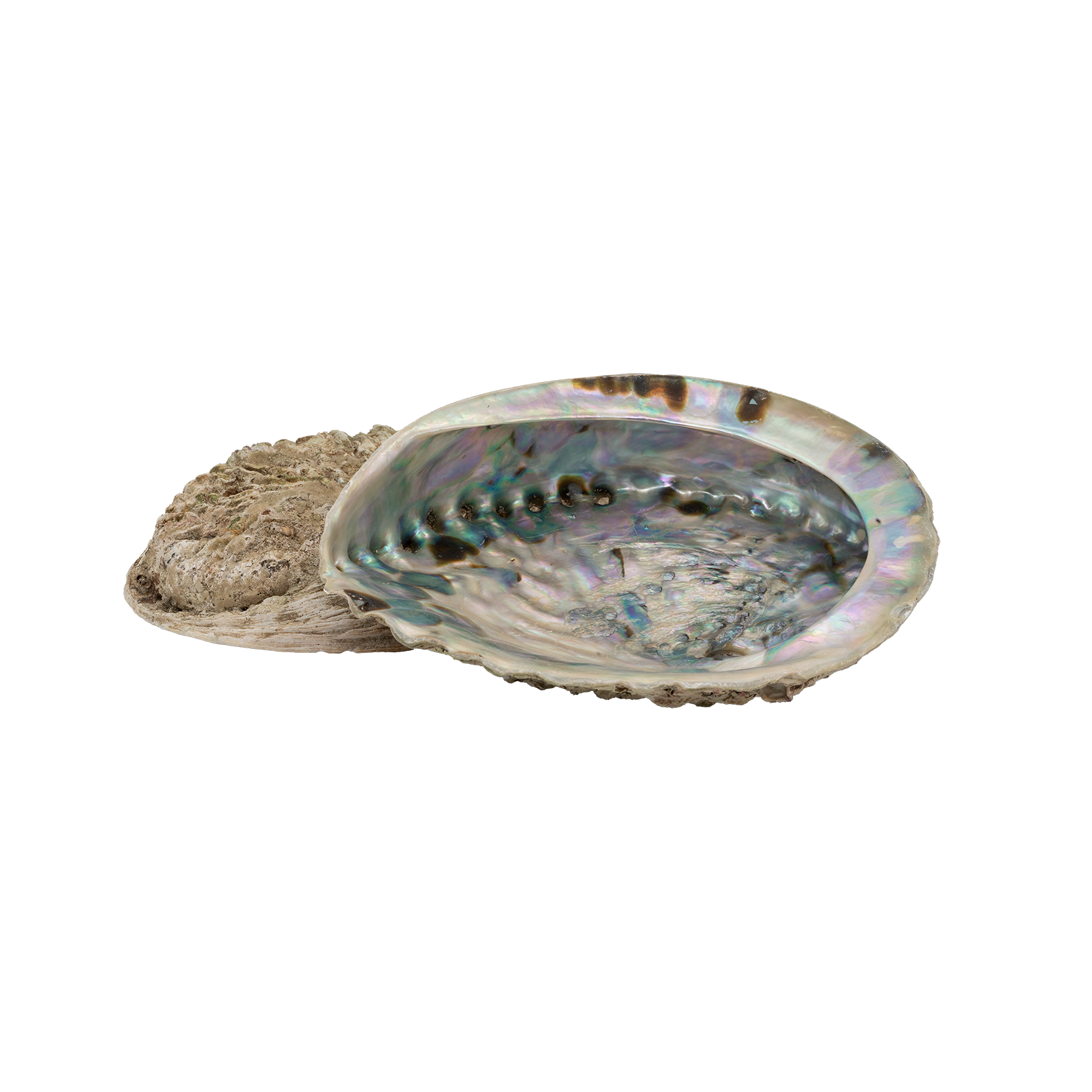 Abalone L Räucherschale