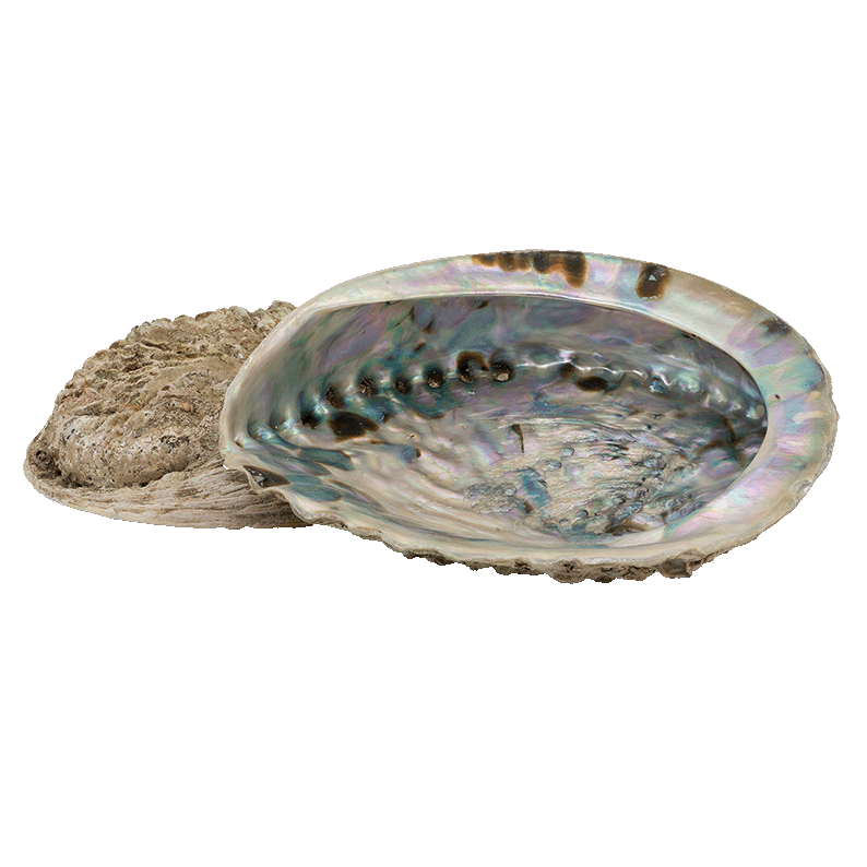 Abalone L