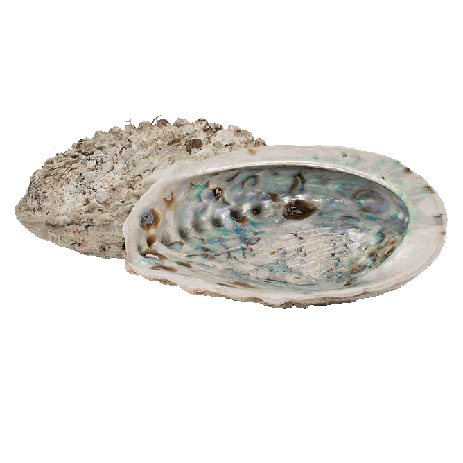 Abalone M