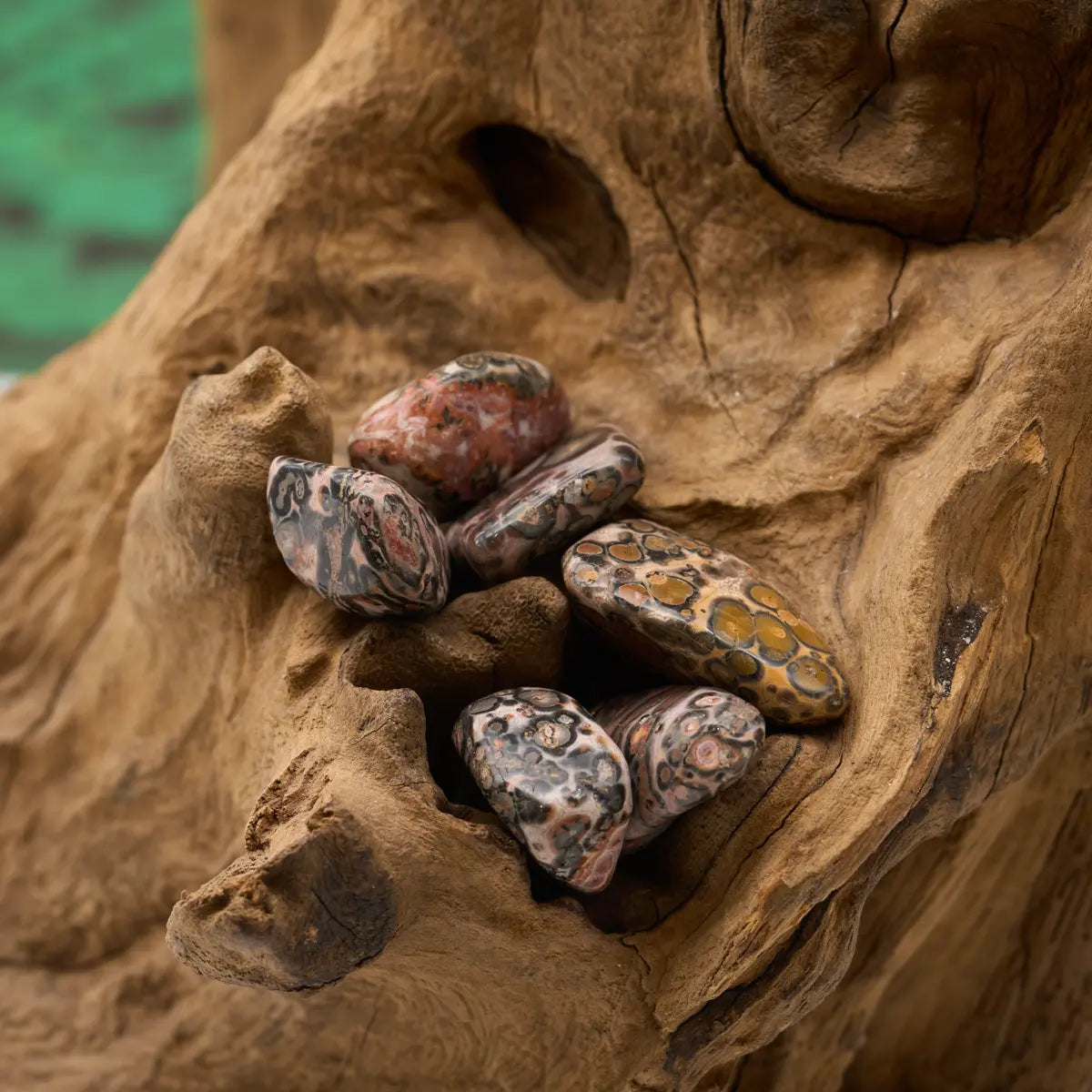 Gepunktetes Braun-Beige – stärkt Standfestigkeit und Mut.