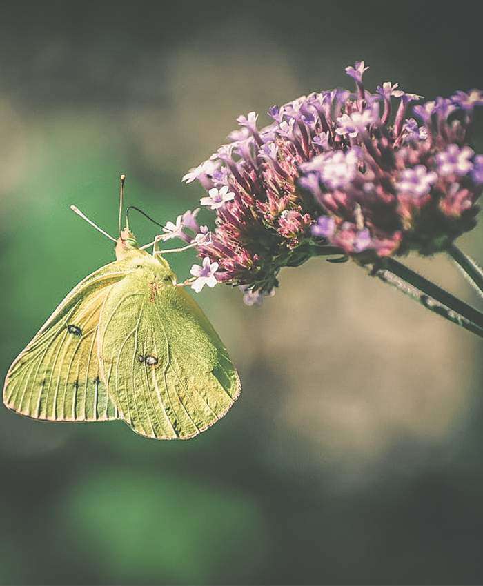 Eisenkrautpflanze mit Schmetterling