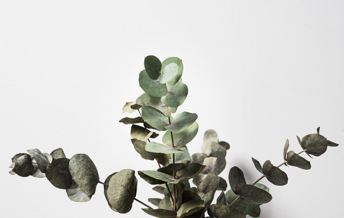 Eukalyptus - Mehr als nur ein Erkältungsmittel