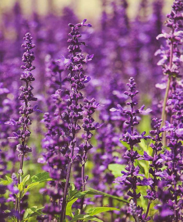 lange Lavendelsalbei blüten
