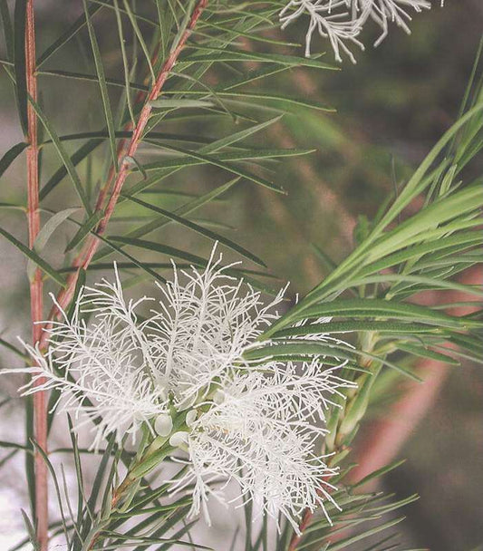 Teebaum (Melaleuca alternifolia)