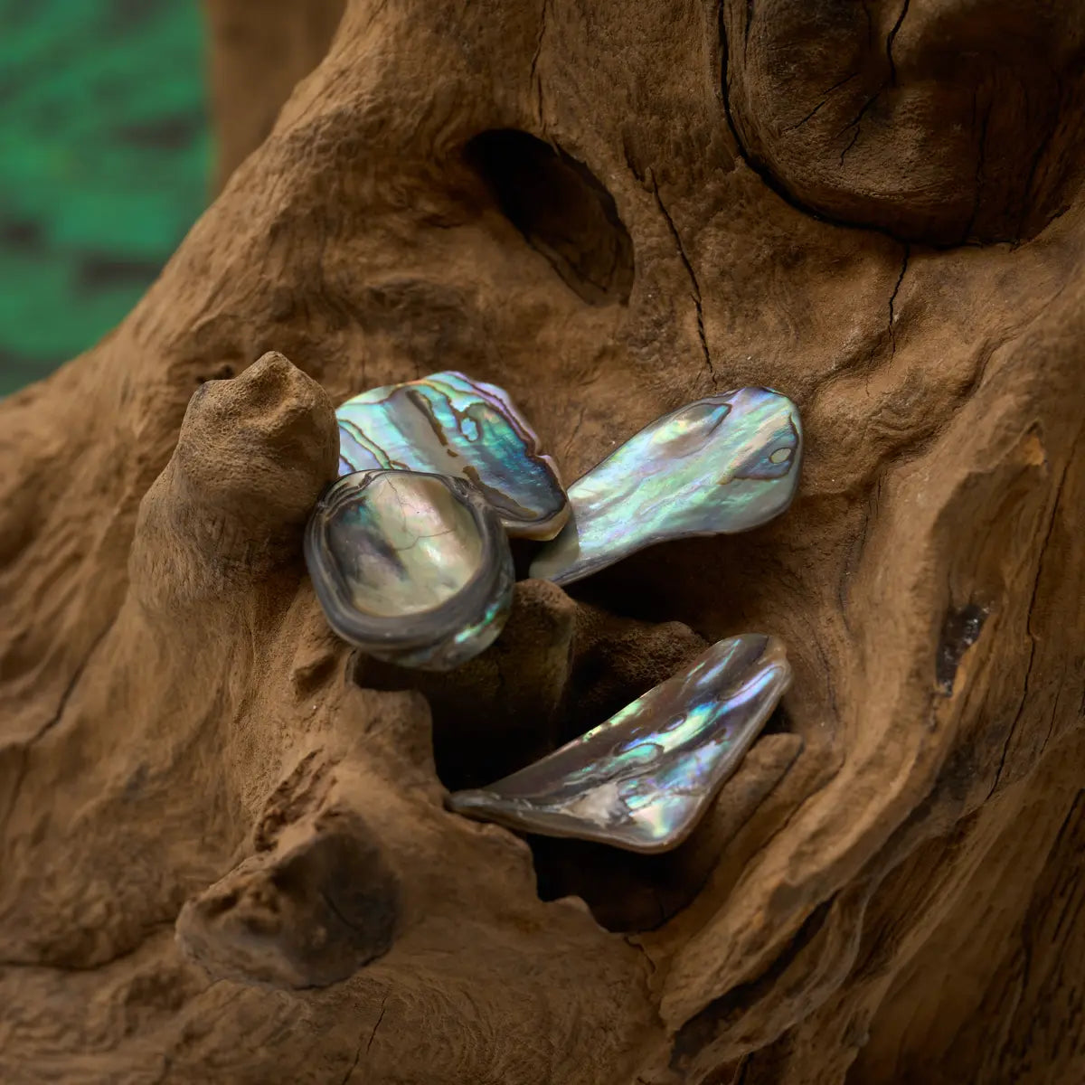 Schillernder Abalone-Trommelstein – öffnet das Herz und stärkt Intuition.