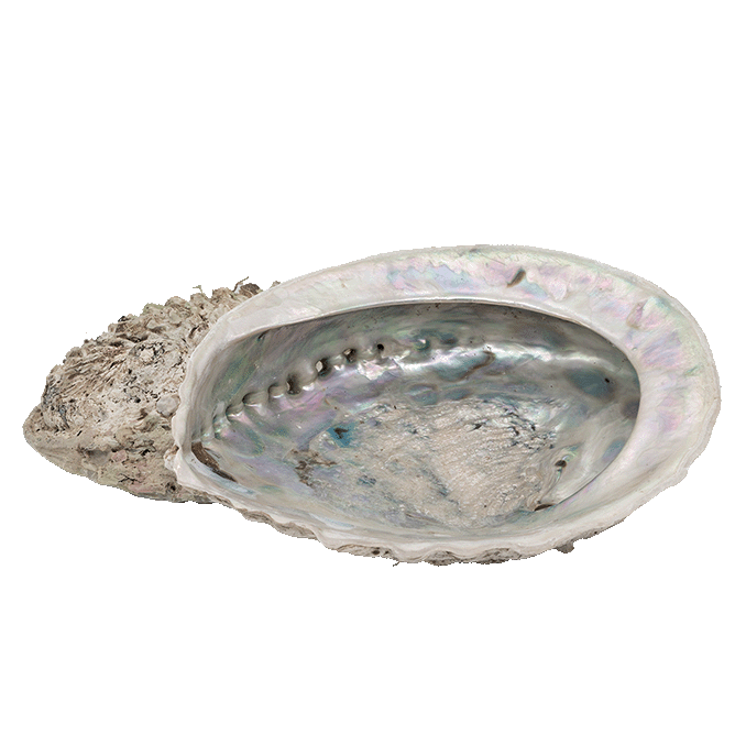 Abalone XL