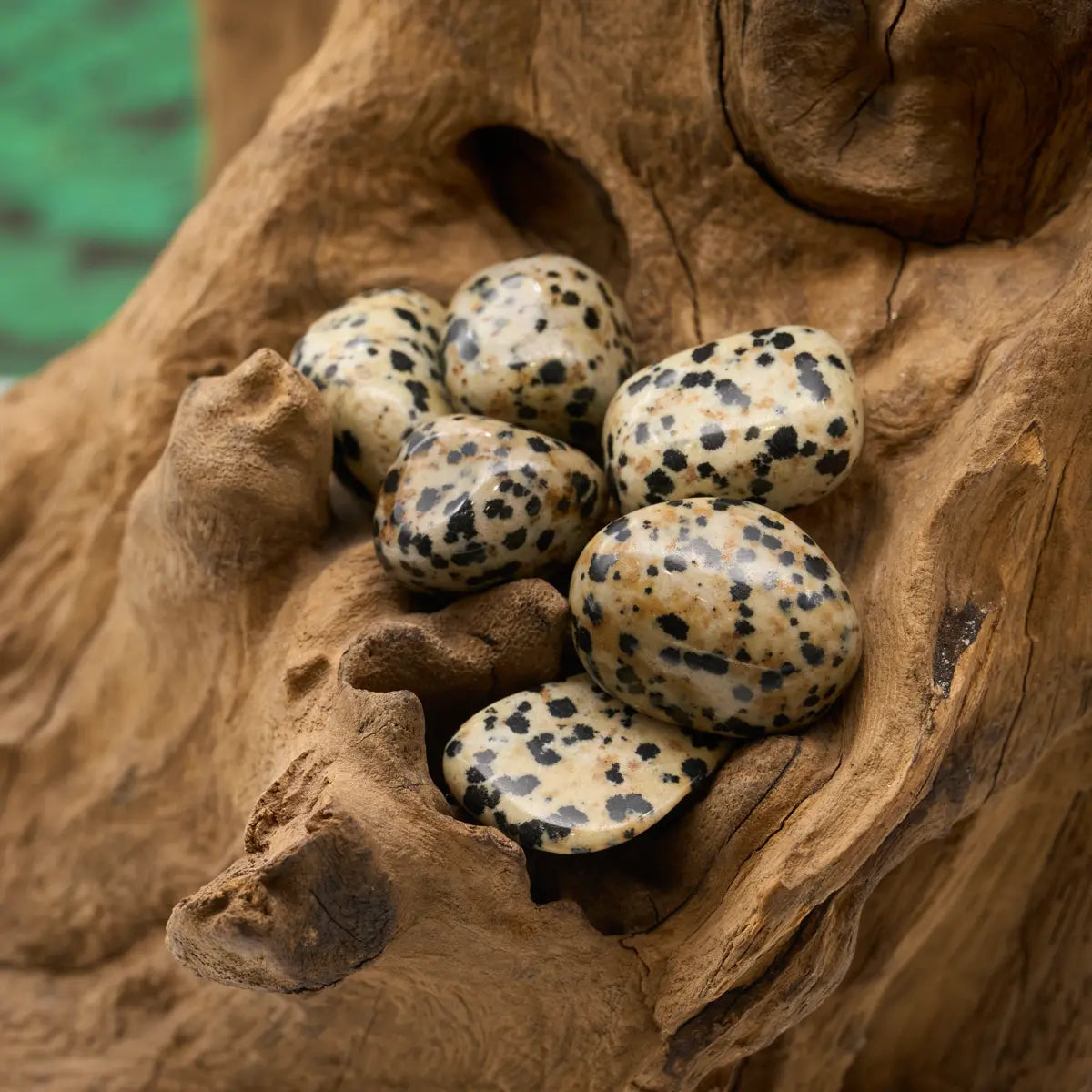 Beige mit schwarzen Flecken – hebt Laune und erdet.