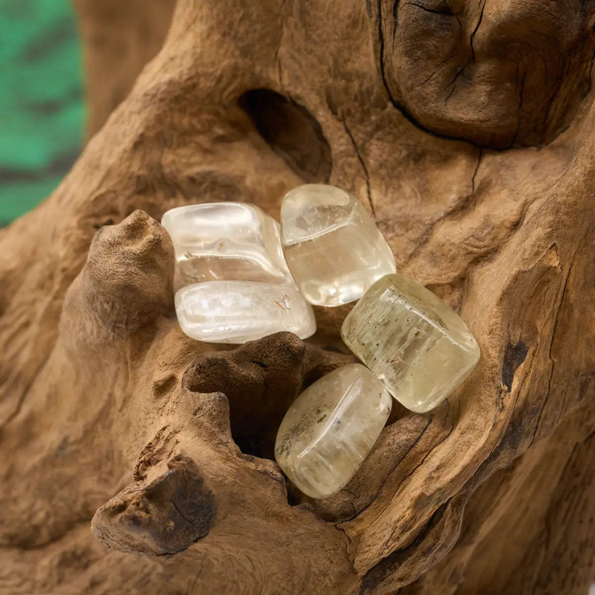 Zart gelbgrün – öffnet Herz und bringt Hoffnung.