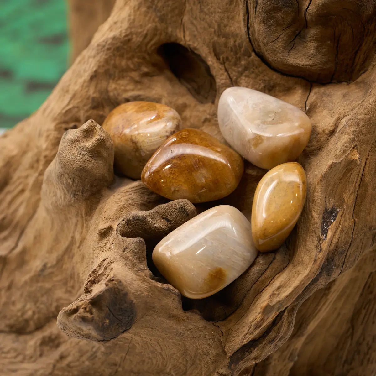 Fossile Struktur – bringt Erdung und Gelassenheit.