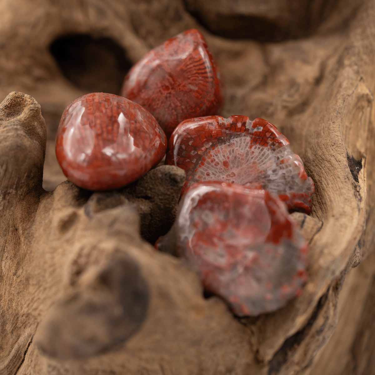 Koralle rot Trommelstein